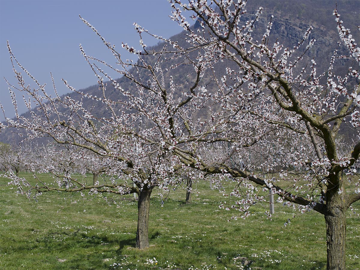 Prunus armeniaca